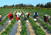 Sécurité alimentaire : L’agriculture togolaise dans les bonnes grâces de l’ARAA