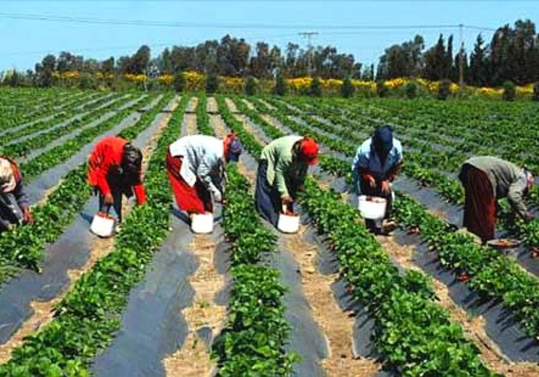 Sécurité alimentaire : L’agriculture togolaise dans les bonnes grâces de l’ARAA