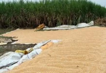 ARAA :Financer les agriculteurs pour de bons rendements
