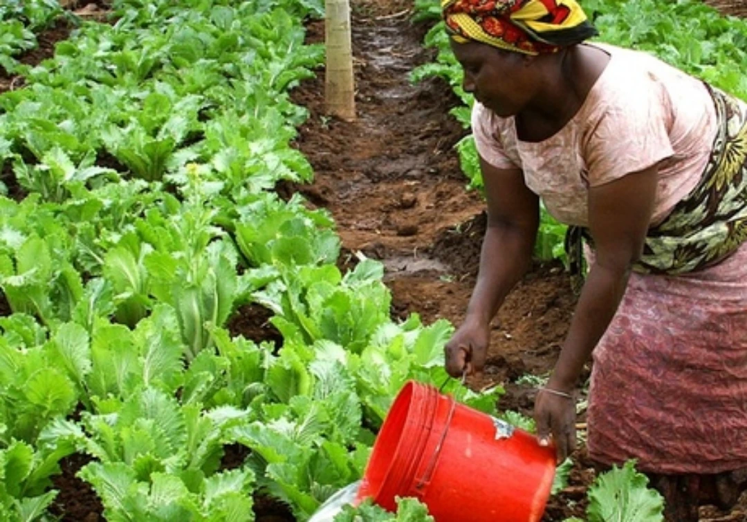 Togo : Des pôles de croissance agricoles qui prospèrent à Kara