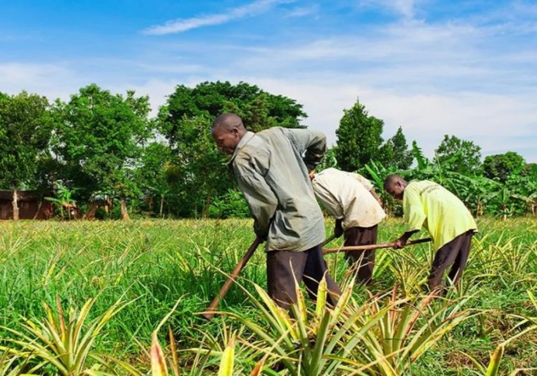Togo : Réduire la pauvreté à travers les agropoles de Kara
