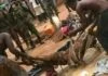 Togo: La police arrête ce charlatan usager de corps humains séchés pour des rituels