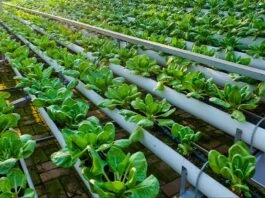 Covid-19 : Le Togo veux soutenir ses agriculteurs avec le Déploiement de 15.000 kits d’irrigation